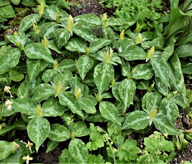 Trillium luteum